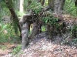 A tree growing out of a Timucua shell mound.