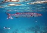 Barracuda