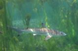 Blacktip