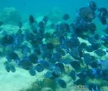 BlueTangs