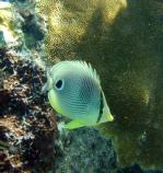Butterflyfish