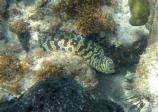Chain Moray