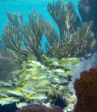 Goatfish