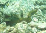 Green Moray Eel