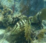 Nassau Grouper