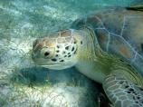 Green Turtle grazing on Syringodium filiforme.