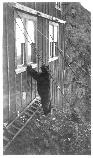 Black Bear at Erie Mine