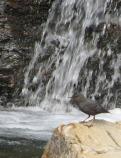 American Dipper