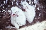 Peregrine Falcon chicks in eyrie
