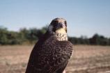 First year Peregrine Falcon