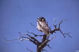 Northern Hawk Owl in tree