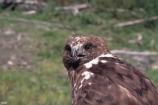 Harlan's Red Tailed Hawk