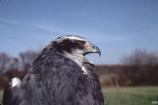 Adult male Northern Goshawk