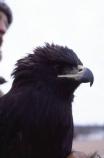 Adult Golden Eagle
