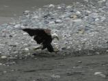 Adult Bald Eagle