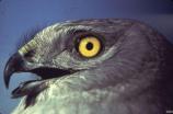 Male Northern Harrier