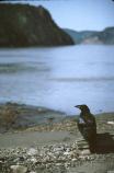 Adult Raven on beach