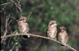 Young Northern Shrikes
