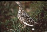 Willow Ptarmigan