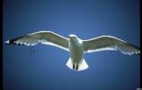 Mew Gull in flight