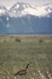 Canada Goose in Spring