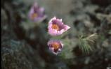 Pasqueflowers are usually the first flowers to bloom in spring