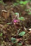 Fairy Slipper