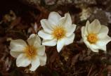 Mountain Avens