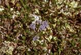 Borage Forget Me Not