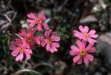 Birds-Eye Primrose