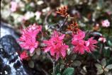 Mountain Rhododendron