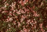 Alpine Azalea