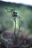 Blueberries