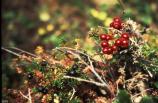 Lowbush Cranberries