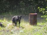 Black bears are sometimes seen in Coal Creek Camp