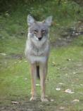 Coyote at Slaven's Roadhouse