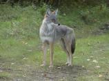 Coyote