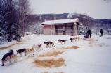 A musher departs Slaven's Roadhouse in the Yukon Quest International Sled Dog Race after having his dogs checked by veterinarian.