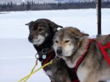 Dogs in harness in Yukon Quest race