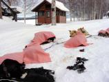 Blankets cover dogs resting at Slaven's Roadhouse