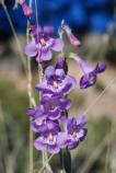 Beardtongue is a member of the Penstemon family, which blooms in late spring in the Pinon-Juniper woodland of Bandelier.