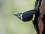 White-breasted Nuthatchs are a common year-round inhabitants of the park and are remarkable for their ability to climb up and down the sides of trees.