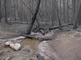 Upper Crossing after the Las Conchas Fire.