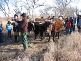 Oxen are hitched to yule log to pull the finder of the log behind.