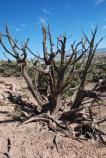 A dead juniper frames the brilliant blue sky along the Sullivan's Knob Trail.