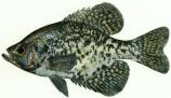Painting of a black crappie. One of several fish species in Bighorn Lake