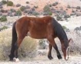 Wild Horse grazing