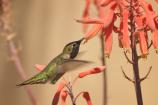 A park hummingbird found some of the rare blooms within the park.