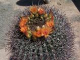 The bright orange flowers forming a circle on the top of the barrel cactus stand out
