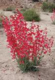 Utah Penstemon